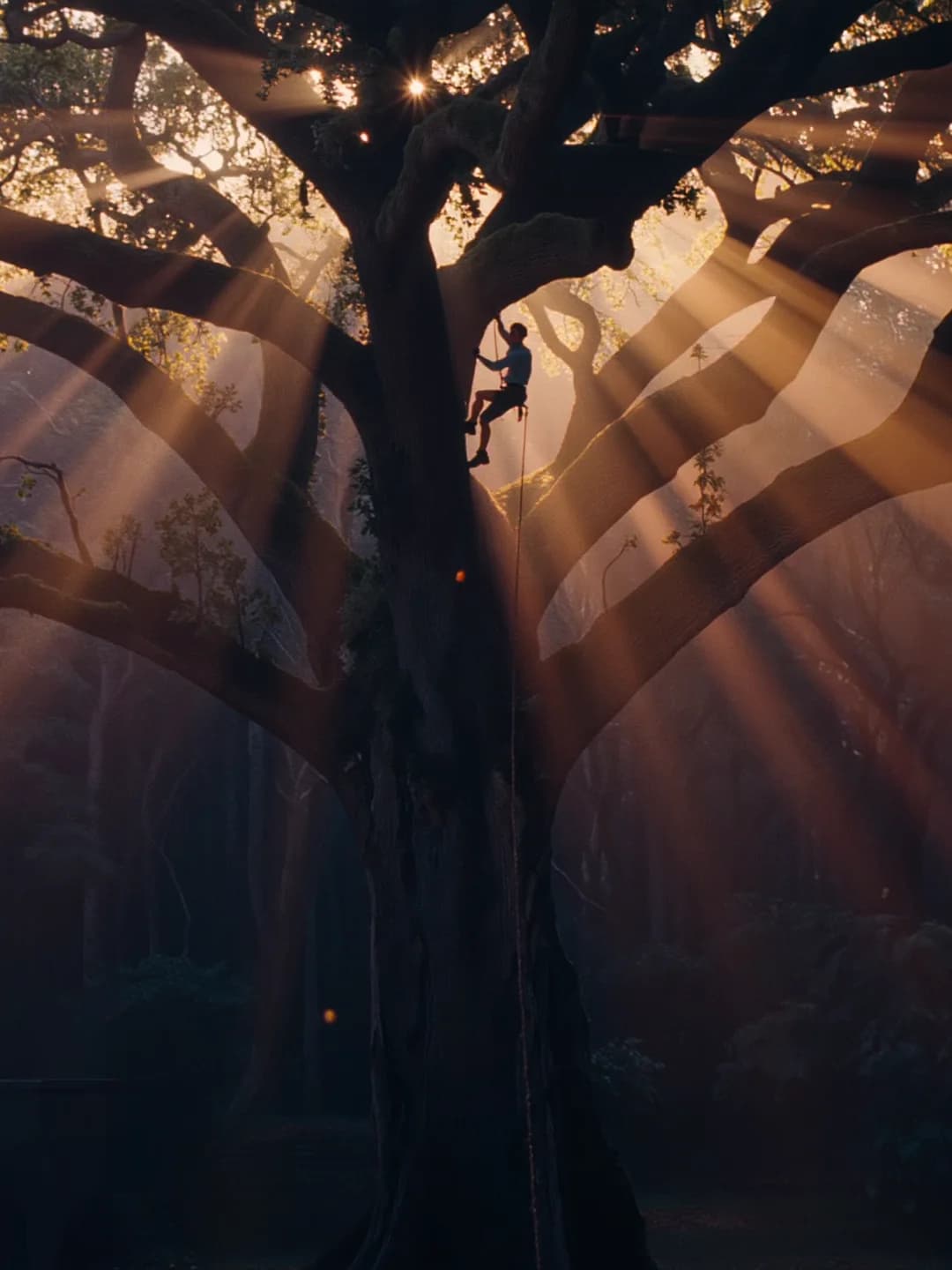 Tree climber silhouetted high in a massive oak at dawn, golden light rays breaking through the canopy